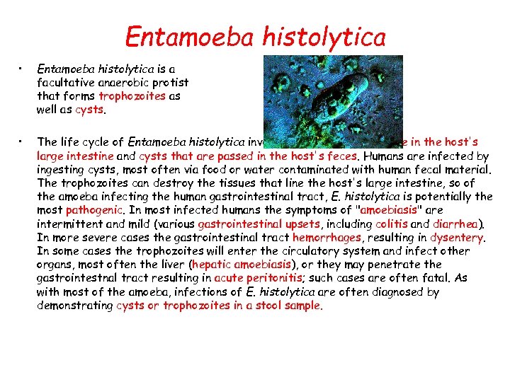 Entamoeba histolytica • Entamoeba histolytica is a facultative anaerobic protist that forms trophozoites as