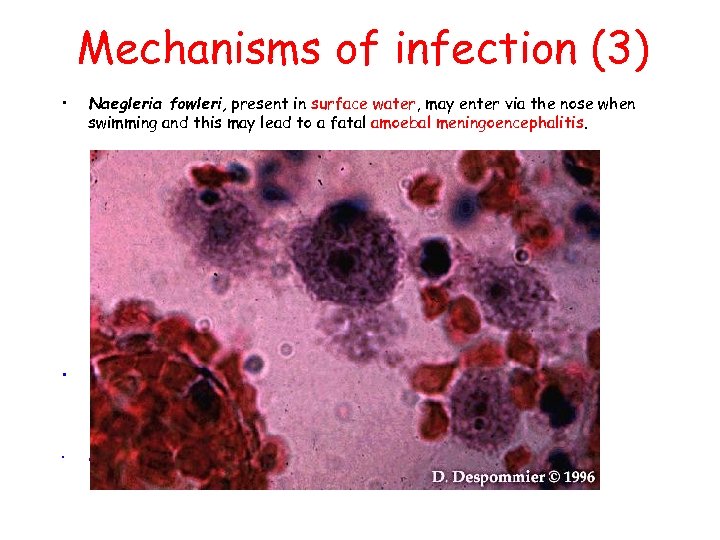 Mechanisms of infection (3) • Naegleria fowleri, present in surface water, may enter via