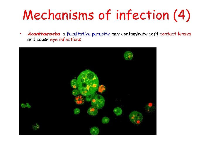 Mechanisms of infection (4) • Acanthamoeba, a facultative parasite may contaminate soft contact lenses