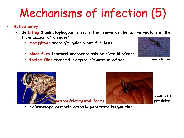 Mechanisms of infection (5) • Active entry – By biting (haematophagous) insects that serve