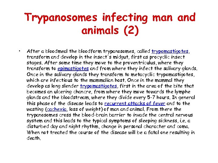 Trypanosomes infecting man and animals (2) • After a bloodmeal the bloodform trypanosomes, called