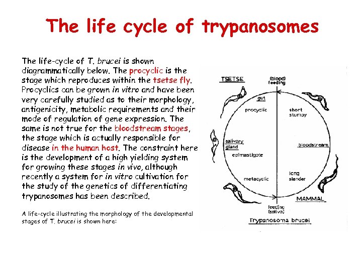 The life cycle of trypanosomes The life-cycle of T. brucei is shown diagrammatically below.