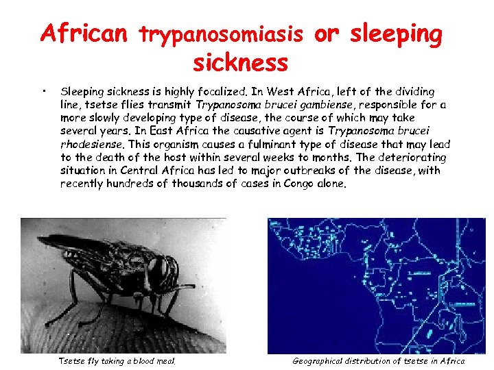 African trypanosomiasis or sleeping sickness • Sleeping sickness is highly focalized. In West Africa,