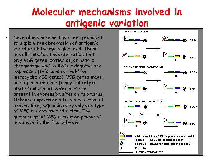 Molecular mechanisms involved in antigenic variation • Several mechanisms have been proposed to explain