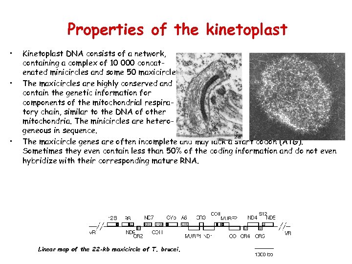 Properties of the kinetoplast • • • Kinetoplast DNA consists of a network, containing