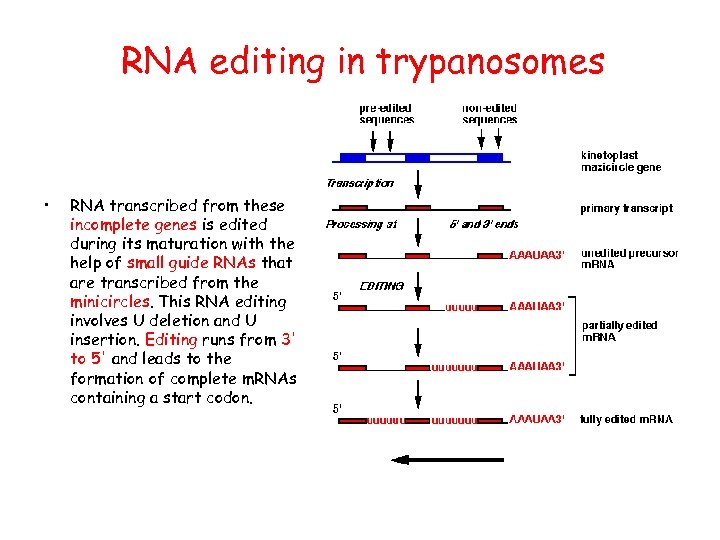 RNA editing in trypanosomes • RNA transcribed from these incomplete genes is edited during