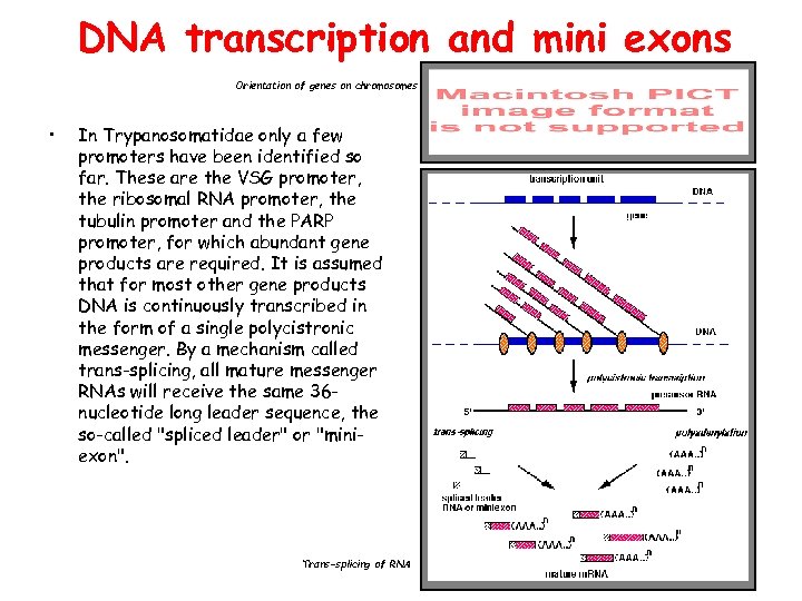 DNA transcription and mini exons Orientation of genes on chromosomes • In Trypanosomatidae only