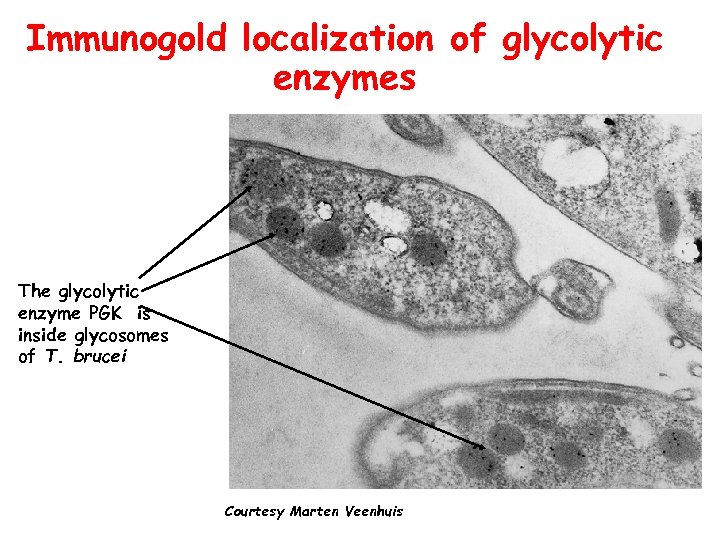 Immunogold localization of glycolytic enzymes The glycolytic enzyme PGK is inside glycosomes of T.