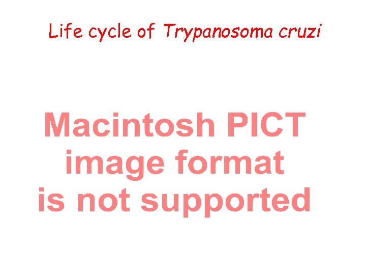 Life cycle of Trypanosoma cruzi 