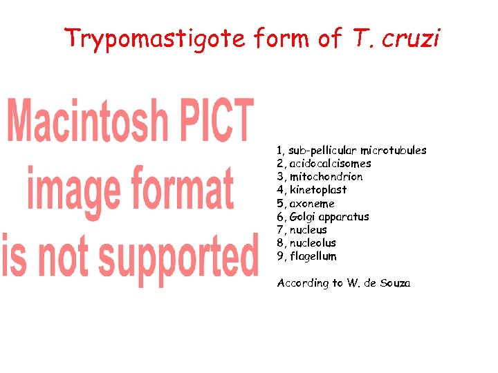 Trypomastigote form of T. cruzi • 1, sub-pellicular microtubules 2, acidocalcisomes 3, mitochondrion 4,