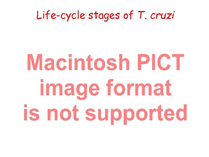 Life-cycle stages of T. cruzi 