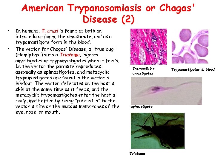 American Trypanosomiasis or Chagas' Disease (2) • • In humans, T. cruzi is found