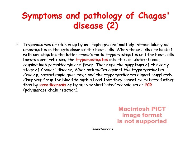 Symptoms and pathology of Chagas' disease (2) • Trypanosomes are taken up by macrophages