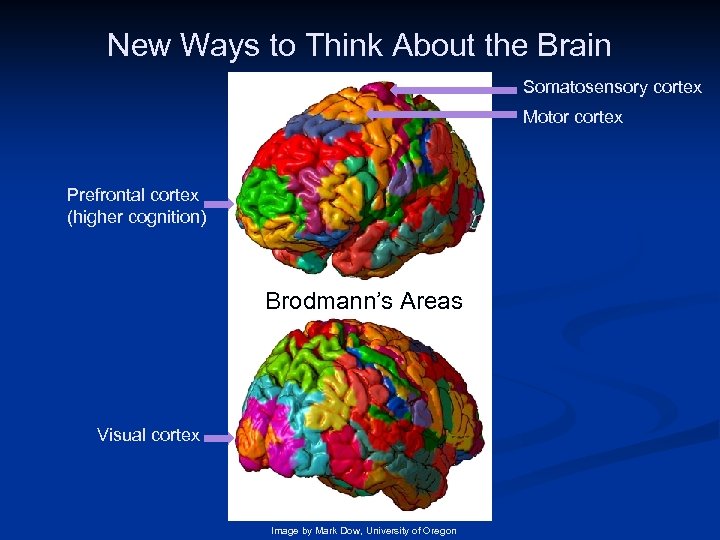 New Ways to Think About the Brain Somatosensory cortex Motor cortex Prefrontal cortex (higher