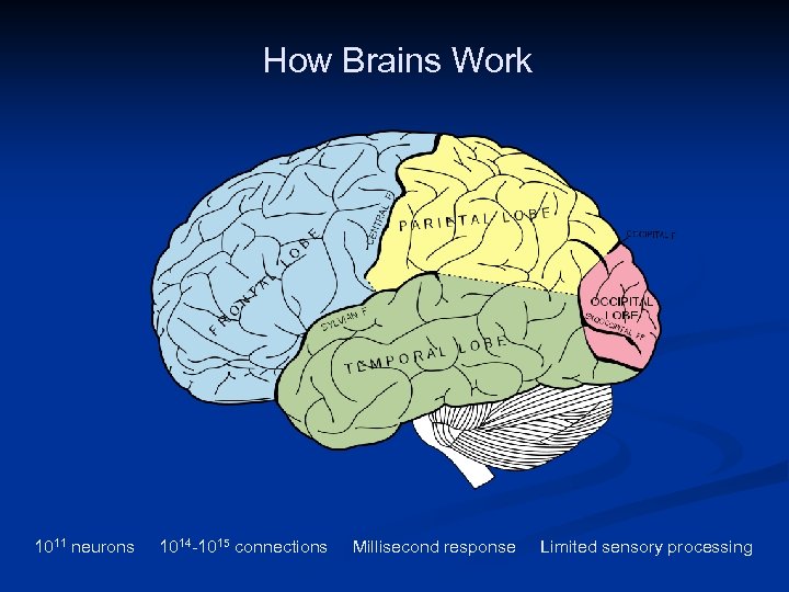 How Brains Work Public Domain Image http: //en. wikipedia. org/wiki/File: Gray 728. svg 1011