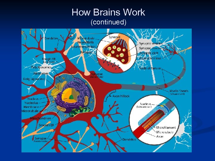 How Brains Work (continued) Public Domain Image: http: //en. wikipedia. org/wiki/File: Complete_neuron_cell_diagram_en. svg 