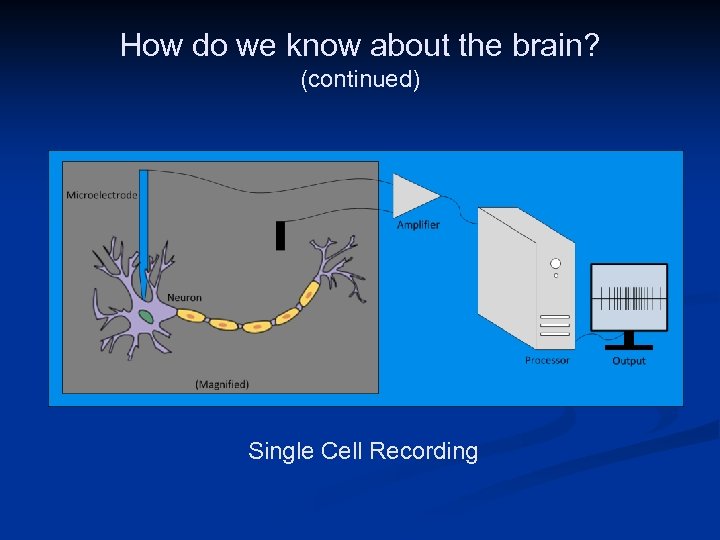 How do we know about the brain? (continued) Image Courtesy of Samford University Center