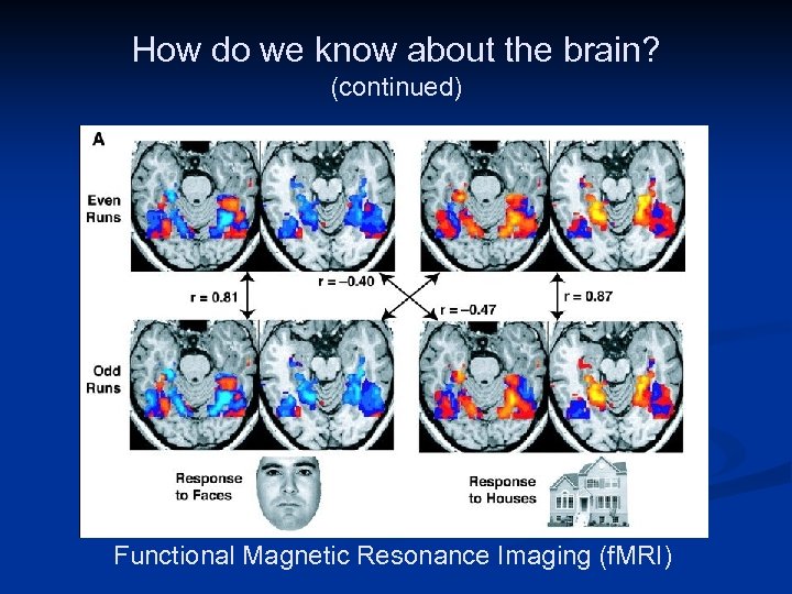 How do we know about the brain? (continued) Public Domain Image: http: //en. wikipedia.