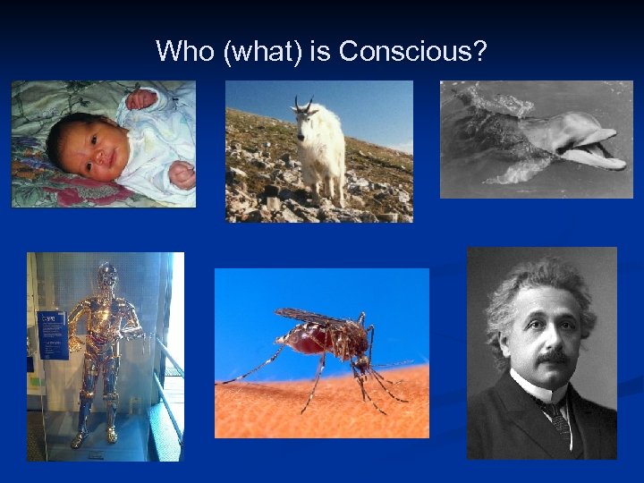 Who (what) is Conscious? Image Courtesy of Samford University Center for Science and Religion