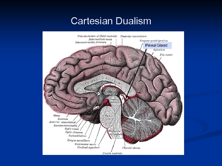 Cartesian Dualism Based on Public Domain Image http: //en. wikipedia. org/wiki/File: Gray 720. png