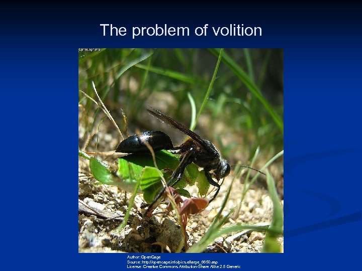 The problem of volition Author: Open. Cage Source: http: //opencage. info/pics. e/large_6650. asp License: