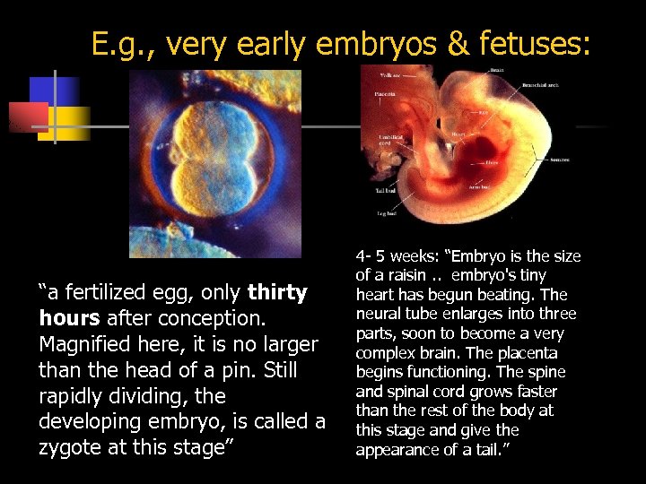 E. g. , very early embryos & fetuses: “a fertilized egg, only thirty hours