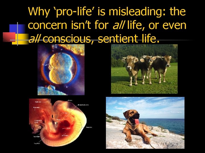 Why ‘pro-life’ is misleading: the concern isn’t for all life, or even all conscious,