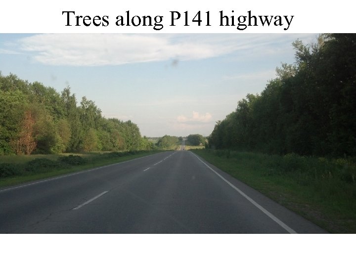Trees along P 141 highway 
