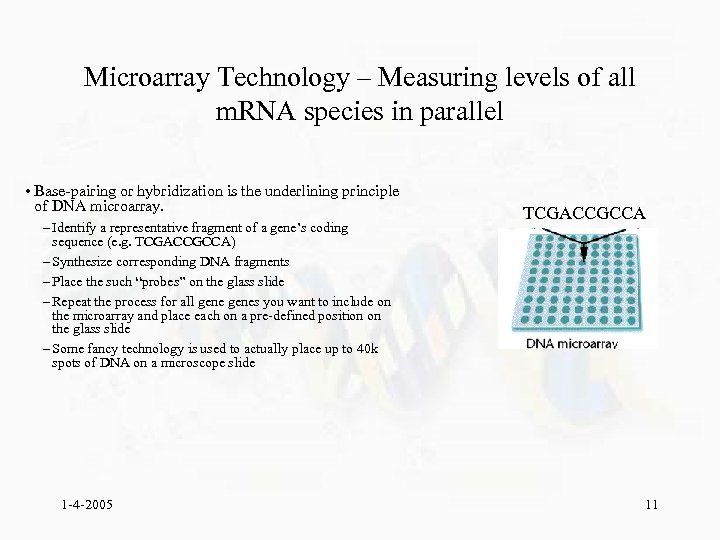 Microarray Technology – Measuring levels of all m. RNA species in parallel • Base-pairing