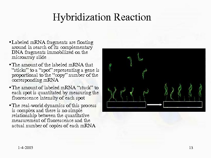 Hybridization Reaction • Labeled m. RNA fragments are floating around in search of its