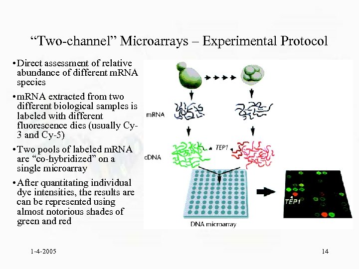 “Two-channel” Microarrays – Experimental Protocol • Direct assessment of relative abundance of different m.