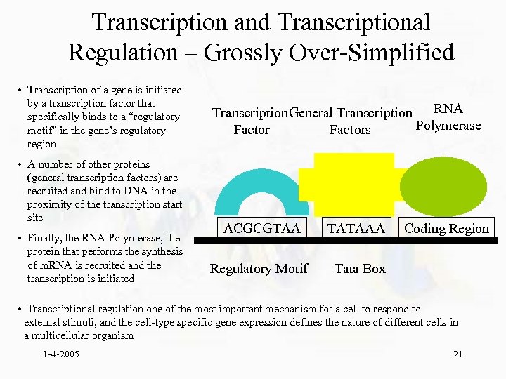 Transcription and Transcriptional Regulation – Grossly Over-Simplified • Transcription of a gene is initiated