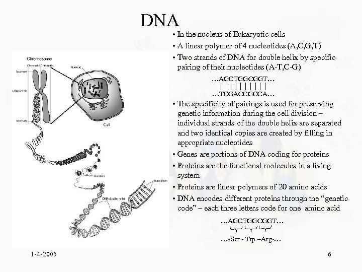 DNA • In the nucleus of Eukaryotic cells • A linear polymer of 4