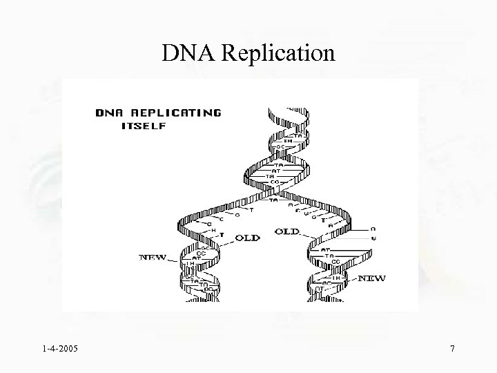 DNA Replication 1 -4 -2005 7 