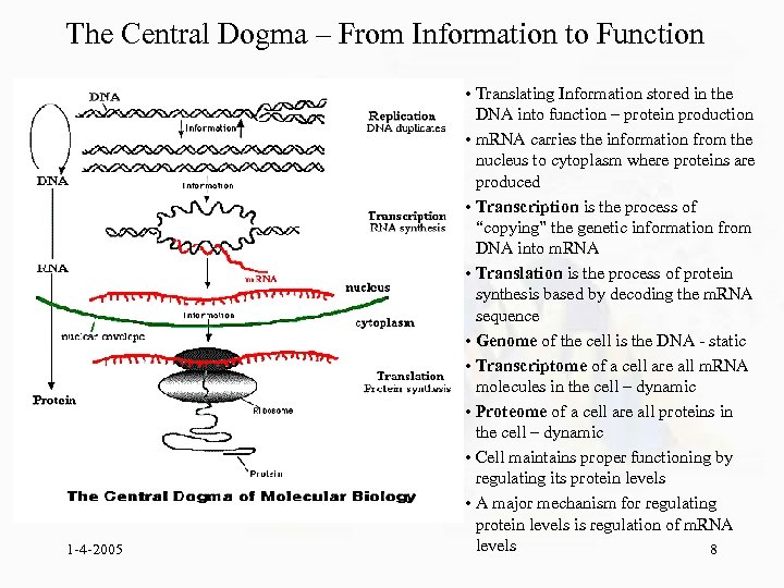 The Central Dogma – From Information to Function 1 -4 -2005 • Translating Information