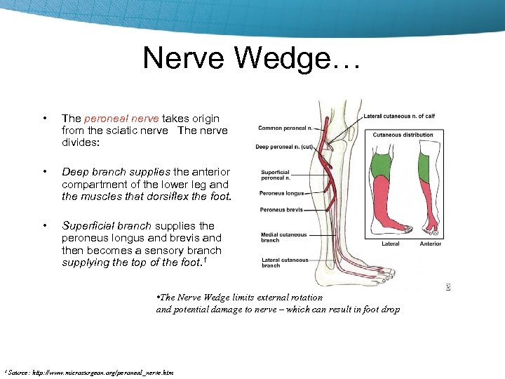 Nerve Wedge… • The peroneal nerve takes origin from the sciatic nerve The nerve