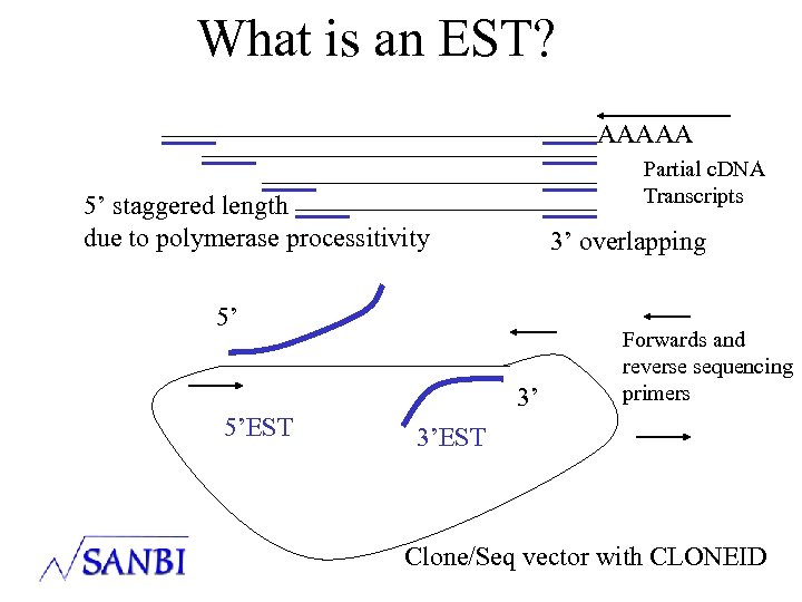What is an EST? AAAAA Partial c. DNA Transcripts 5’ staggered length due to