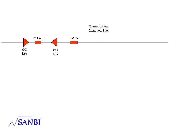 Transcription Initiation Site TATA CAAT GC box 