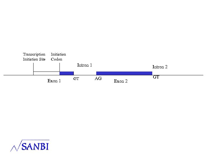 Transcription Initiation Site Initiation Codon Intron 1 Exon 1 GT Intron 2 AG Exon