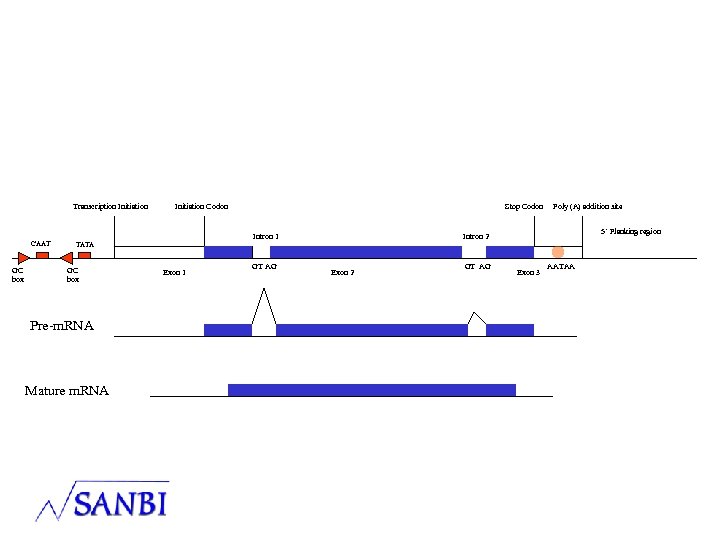 Transcription Initiation CAAT GC box Initiation Codon Intron 1 TATA GC box Pre-m. RNA
