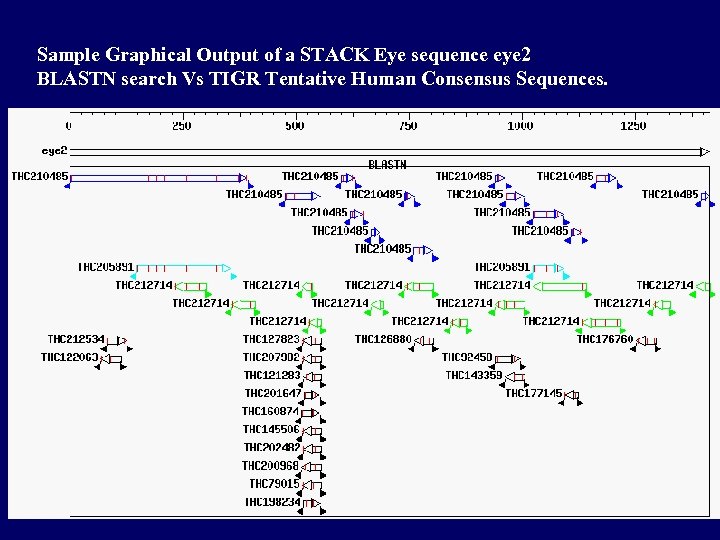Sample Graphical Output of a STACK Eye sequence eye 2 BLASTN search Vs TIGR