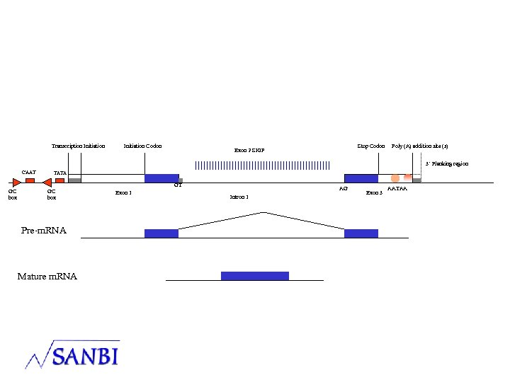 Transcription Initiation Codon Stop Codon Exon 2 SKIP Poly (A) addition site (s) 3’