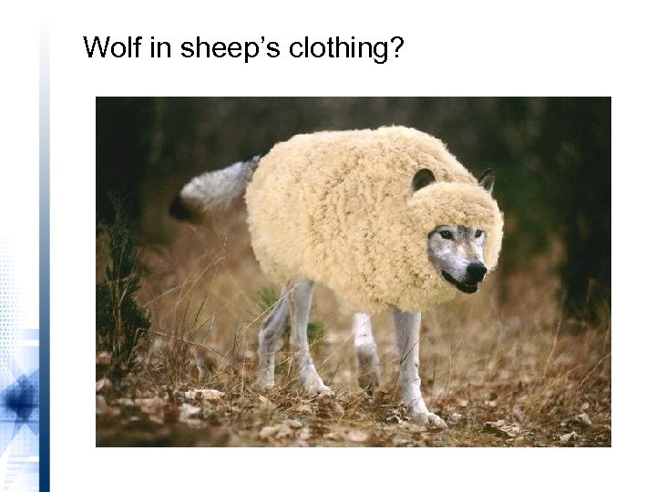Wolf in sheep’s clothing? 