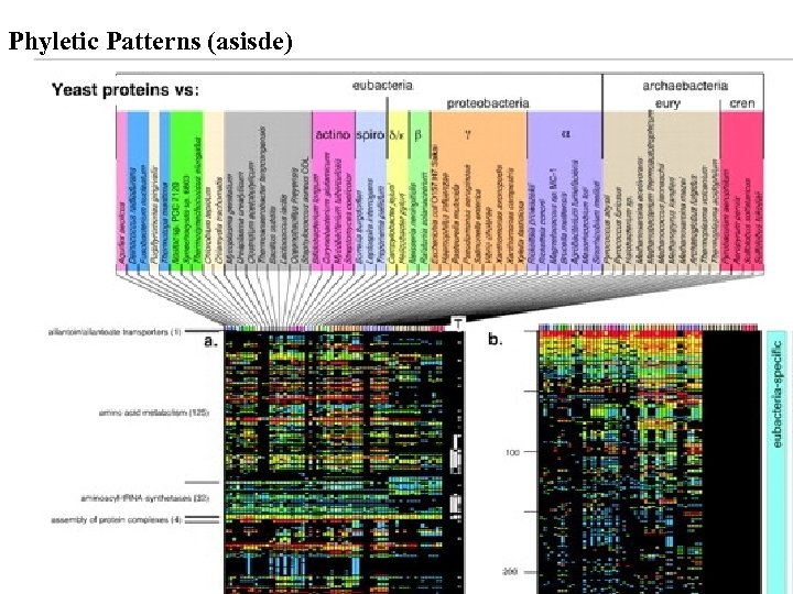Phyletic Patterns (asisde) 