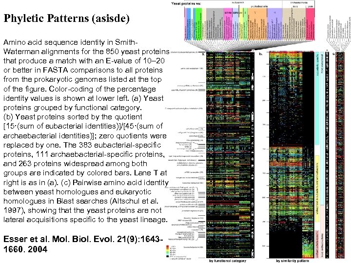 Phyletic Patterns (asisde) Amino acid sequence identity in Smith. Waterman alignments for the 850