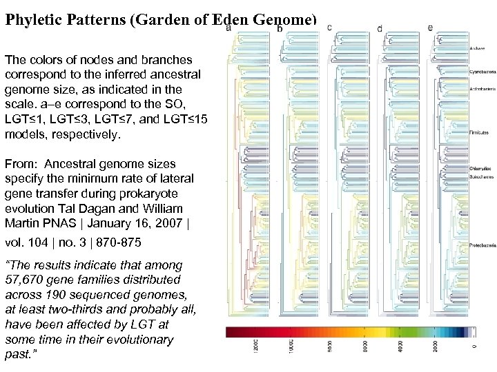 Phyletic Patterns (Garden of Eden Genome) The colors of nodes and branches correspond to