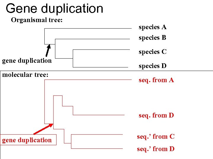 Gene duplication Organismal tree: species A species B species C gene duplication molecular tree:
