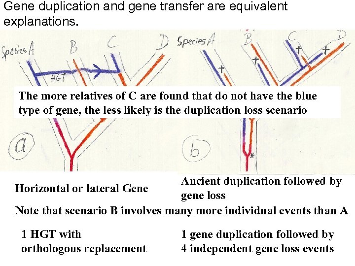 Gene duplication and gene transfer are equivalent explanations. The more relatives of C are