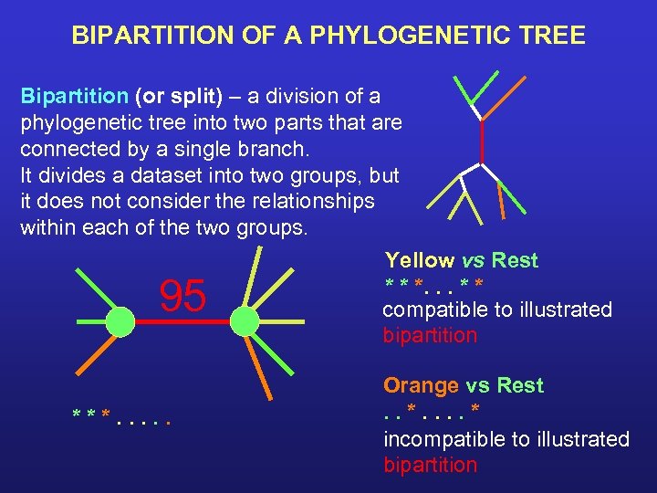 BIPARTITION OF A PHYLOGENETIC TREE Bipartition (or split) – a division of a phylogenetic