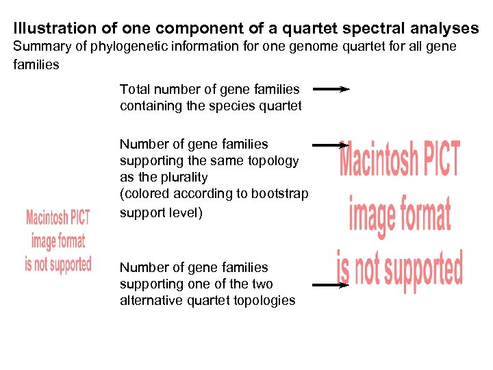 Illustration of one component of a quartet spectral analyses Summary of phylogenetic information for